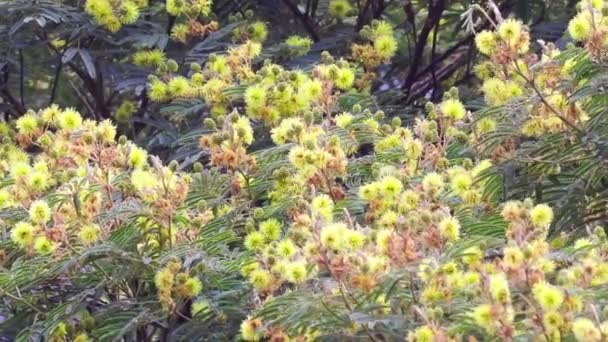 Schöne Botanische Aufnahme Natürliche Tapete — Stockvideo