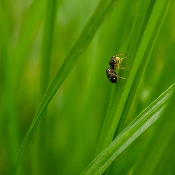 Vertical Shot Ant Grass — Stock Photo, Image