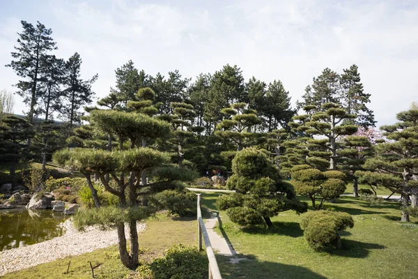 Close Árvores Jardim Japonês Dusseldorf Alemanha — Fotografia de Stock