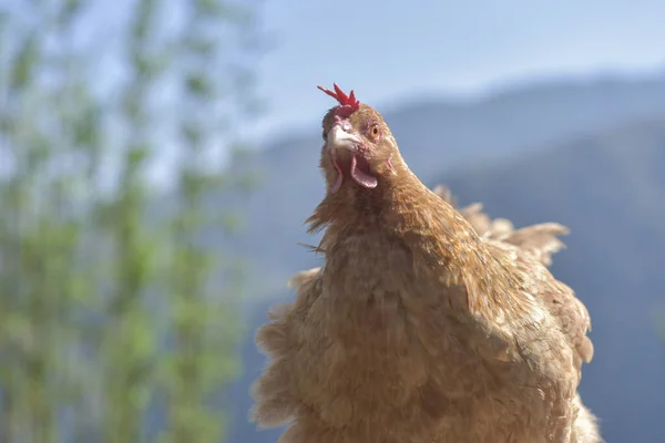 Detailní Záběr Slepice Farmě Rozmazaném Horském Pozadí — Stock fotografie