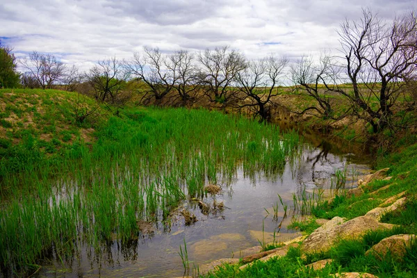 Primo Piano Paesaggio Con Alberi Piccolo Fiume — Foto Stock