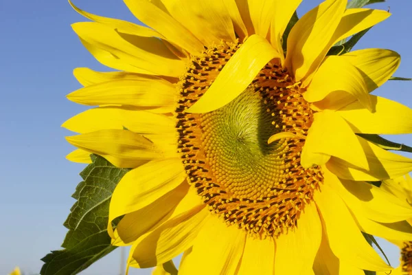 Знімок Яскравого Соняшника — стокове фото