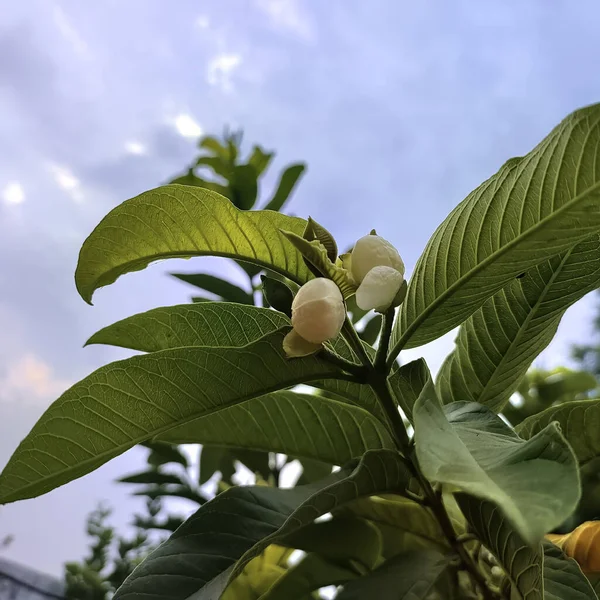 Närbild Valnöt Stam Med Frukter Molnig Himmel Bakgrund — Stockfoto