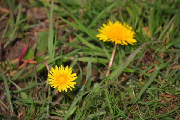 フィールド上に咲く黄色のタンポポの選択的な焦点 — ストック写真