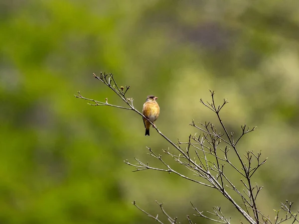 Scénický Pohled Orientální Greenfinch Posazený Větvi Stromu Rozmazaném Pozadí — Stock fotografie