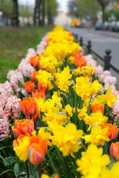 Selektive Fokusaufnahmen Wunderschöner Frühlingsblumen Einem Berliner Stadtpark — Stockfoto