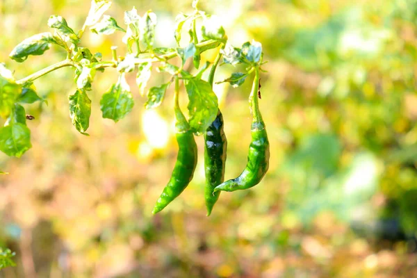 Zbliżenie Surowej Papryki Chili Drzewie Zbioru — Zdjęcie stockowe