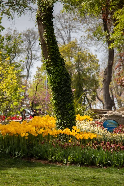 Plano Vertical Hiedra Sobre Árbol Rodeado Coloridas Flores Parque — Foto de Stock