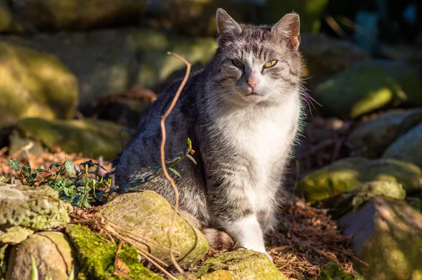 Porträt Einer Schönen Grauen Katze Die Der Sonne Wald Ruht — Stockfoto