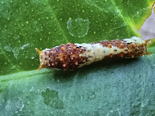 Closeup Caterpillar Green Leaf — Stock Photo, Image