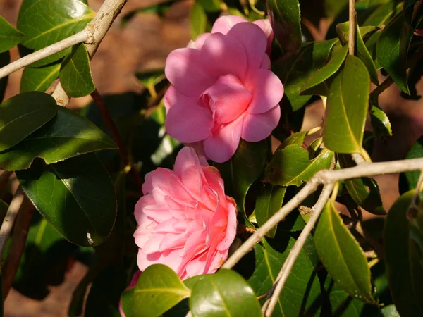 Zbliżenie Delikatnych Różowych Kwiatów Otoczonych Ciemnymi Liśćmi Gałęziami Ogrodzie — Zdjęcie stockowe