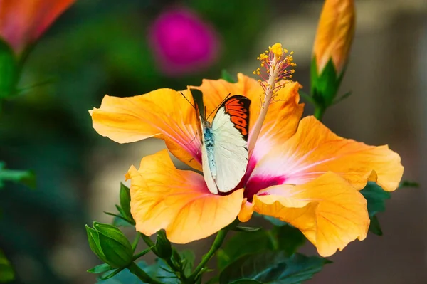 金黄色花朵上的白色和红色蝴蝶的高角镜头 — 图库照片