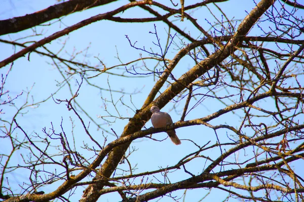 木の枝に鳩のショット — ストック写真