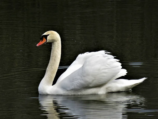 Primer Plano Elegante Cisne Sobre Fondo Del Lago — Foto de Stock