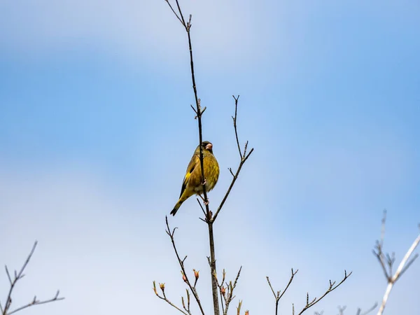 Scenic View Oriental Greenfinch Perched Tree Branch Blue Sky Background — Stock Photo, Image