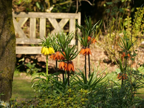 一个美丽的花园 有黄色和橙色的皇帝的皇冠花 — 图库照片