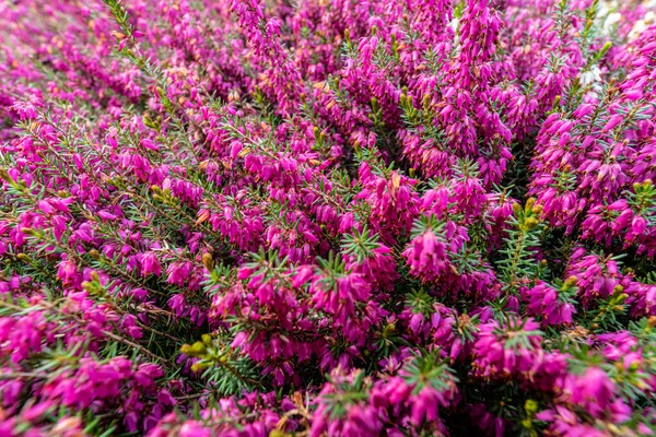 Güzel Erica Carne Manzarası Tarladaki Bahar Fundalığı Çiçekleri — Stok fotoğraf