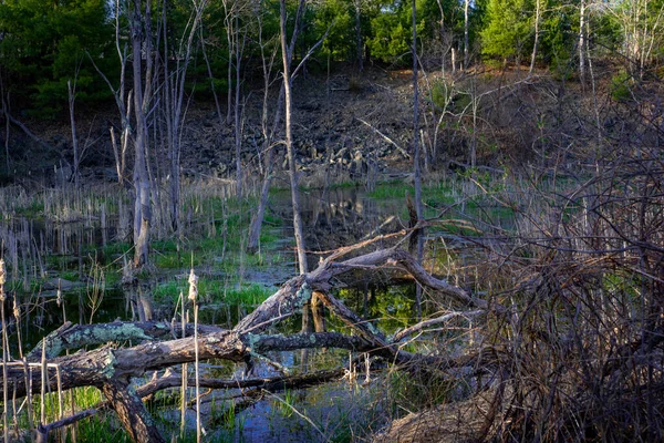 Een Close Van Droge Bomen Het Moeras — Stockfoto