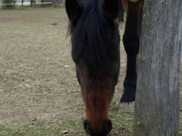 Zbliżenie Eleganckiego Konia Płotem Szynowym Jedzącego Trawę Polu — Zdjęcie stockowe