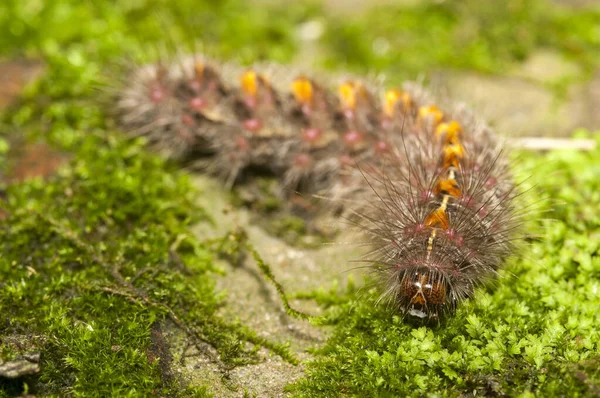 草の上に毛むくじゃらの毛虫の選択的な焦点ショット — ストック写真