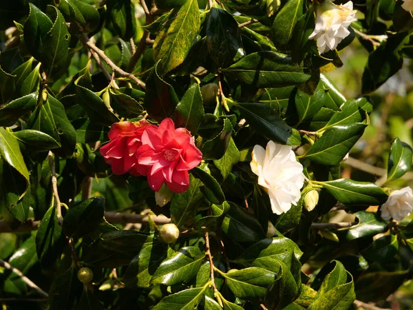Egy Sűrű Bokor Tele Levelekkel Rózsaszín Fehér Virágokkal — Stock Fotó