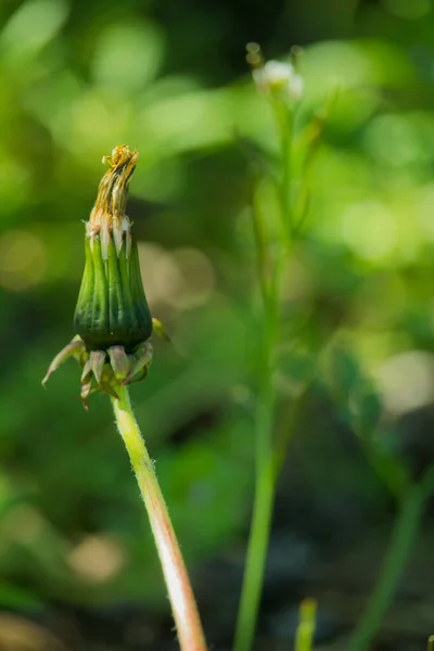 Vertikal Närbild Skott Torkad Blomma Knopp Suddig Bakgrund — Stockfoto