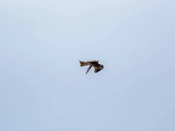 Gökyüzü Arka Planında Havada Uçan Siyah Kulaklı Bir Uçurtmanın Manzarası — Stok fotoğraf