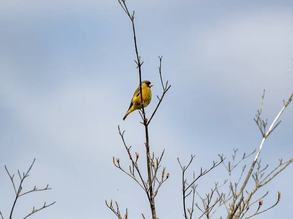 东方绿雀栖息在蓝天背景的树枝上的风景 — 图库照片