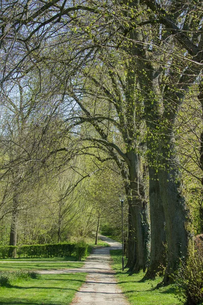 Ağaçlarla Çevrili Dar Bir Yolun Dikey Görüntüsü — Stok fotoğraf