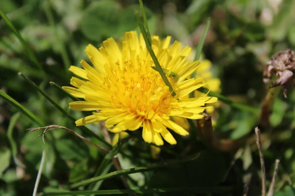 牧草地で美しい黄色の薬用タンポポ — ストック写真