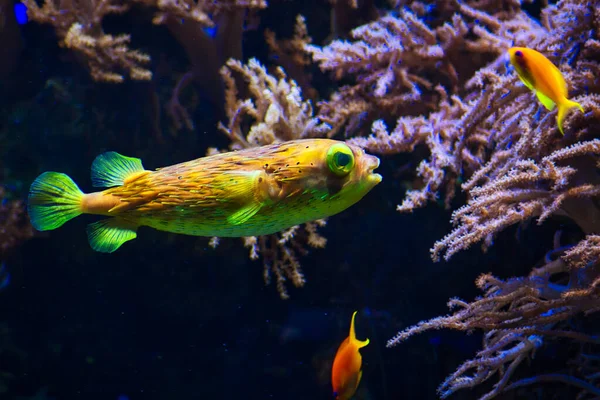 Een Close Opname Van Een Blauwgevlekte Spinefoot Vis Zwemmend Het — Stockfoto