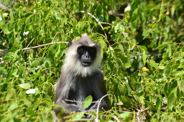 Een Kleine Zilverachtige Lutung Zijn Natuurlijke Habitat Zomer — Stockfoto