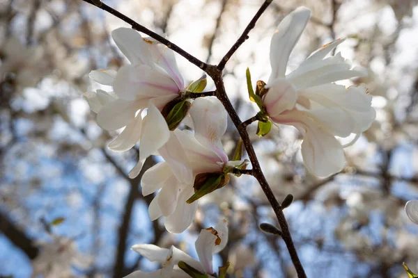 Closeup Beautiful Magnolia Flowers Garden Spring — Stock Photo, Image