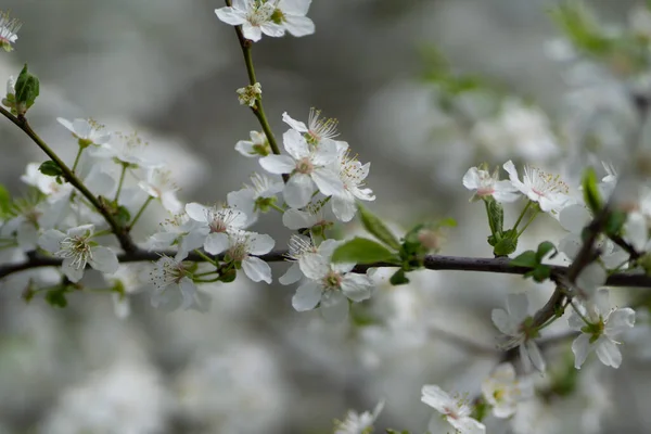 Selective Focus Shot Branch Spring Cherry Blossoms — Stock Photo, Image