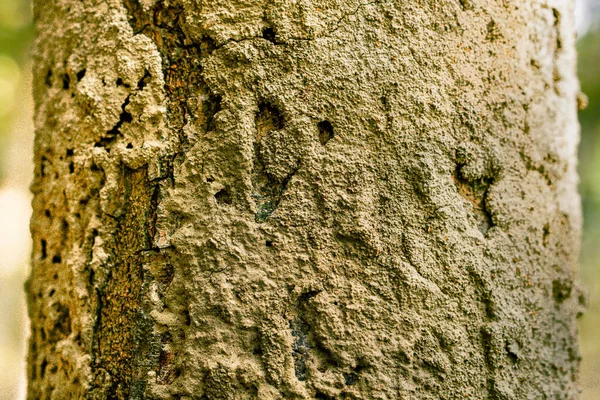 Αυτό Δέντρο Κορμό Αντίθεση Πολλά Άλλα Δέντρα Φιλοξενούν Ένα Ειδικό — Φωτογραφία Αρχείου