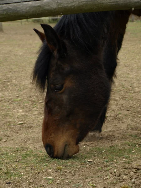 一张特写照片 是一匹漂亮的棕色马在篱笆后面吃草 — 图库照片