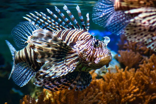 Close Peixe Leão Vermelho Nadando Aquário Perto Corais — Fotografia de Stock