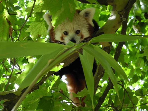 Gros Plan Panda Rouge Sur Les Branches Arbre — Photo