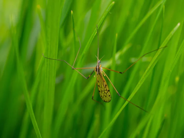 Selective Focus Shot Long Leg Mosquito Grass — Stock Photo, Image