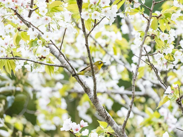 Ein Malerischer Blick Auf Ein Japanisches Weißauge Das Auf Ästen — Stockfoto