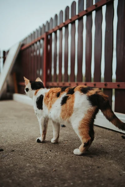 Eine Vertikale Aufnahme Einer Straßenkatze — Stockfoto