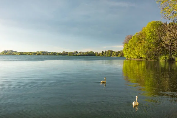 Uma Bela Vista Dos Cisnes Brancos Nadando Lago — Fotografia de Stock