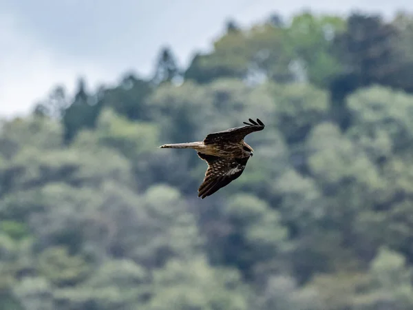 Scenic View Black Eared Kite Flying Air Landscape Background — Stock Photo, Image