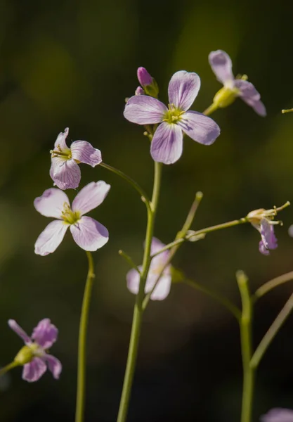 Zbliżenie Ujęcie Pięknych Kukułkowych Kwiatów Polu — Zdjęcie stockowe