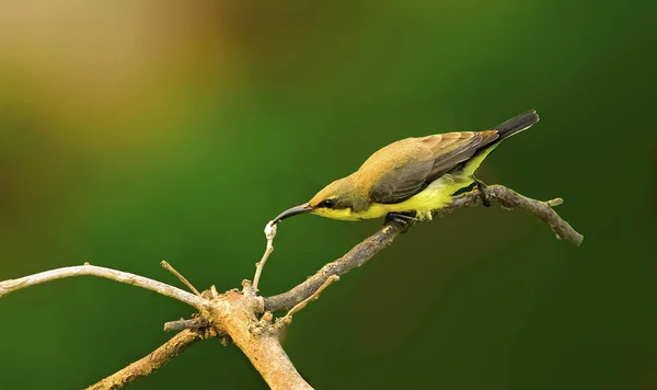 Foco Seletivo Pequeno Pássaro Comedor Abelhas Verde Empoleirado Galho Árvore — Fotografia de Stock