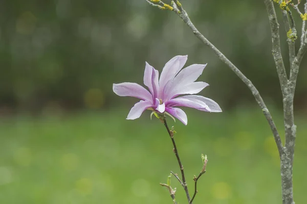 木兰花木兰花木兰花的特写镜头 — 图库照片