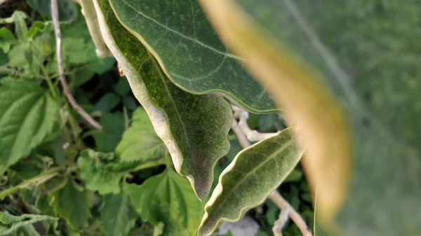 Eine Nahaufnahme Von Grünen Blättern Der Milchkrautpflanze Einem Sonnigen Tag — Stockfoto