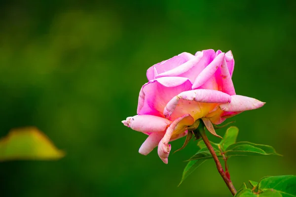 Eine Nahaufnahme Der Schönen Rosa Rose Mit Verschwommenem Hintergrund — Stockfoto