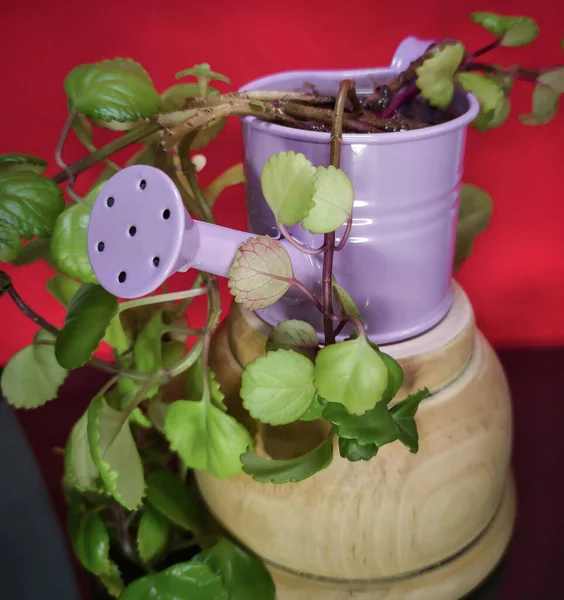 Ένα Πράσινο Φυλλώδες Φυτό Που Φυτρώνει Ένα Μικρό Ποτιστήρι Στο — Φωτογραφία Αρχείου