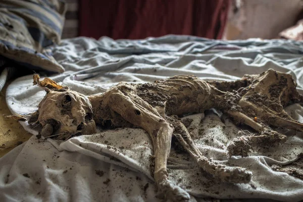 Terk Edilmiş Bir Evde Ürkütücü Bir Mumyalanmış Kedi — Stok fotoğraf